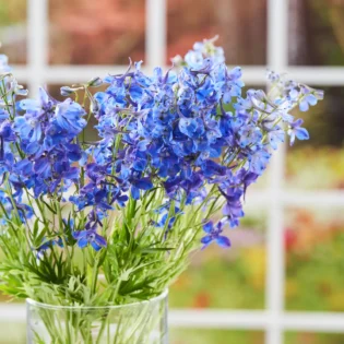 Delphinium (pentinis)