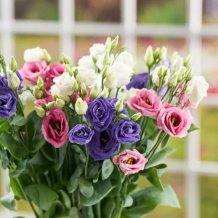 Eustoma